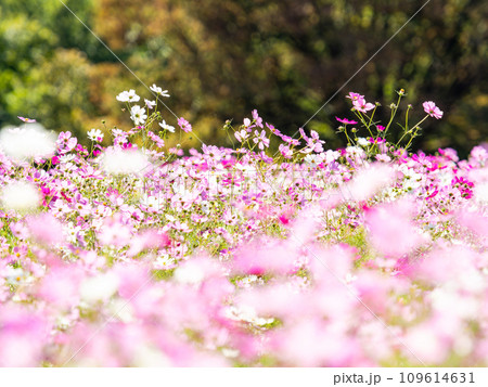 秋晴れの下、花いっぱいの明るく満開のコスモス畑 109614631