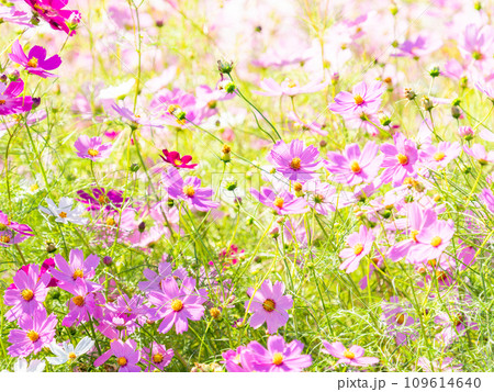 秋晴れの下、花いっぱいの明るく満開のコスモス畑 109614640