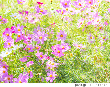 秋晴れの下、花いっぱいの明るく満開のコスモス畑 109614642