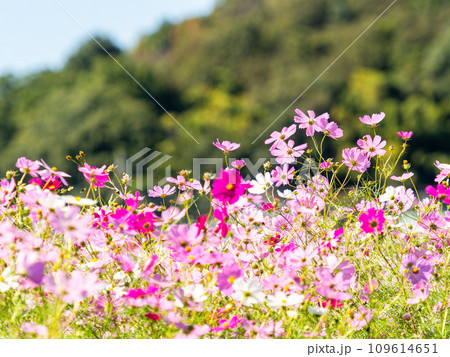 秋晴れの下、花いっぱいの明るく満開のコスモス畑 109614651