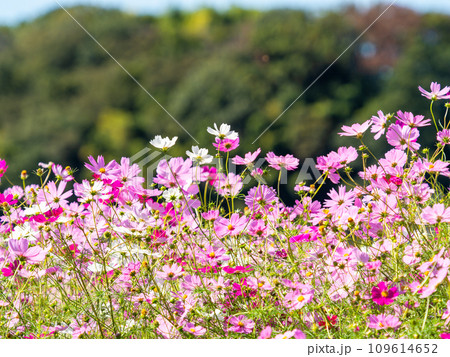 秋晴れの下、花いっぱいの明るく満開のコスモス畑 109614652