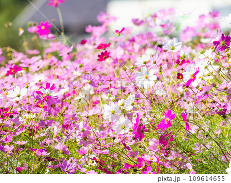 秋晴れの下、花いっぱいの明るく満開のコスモス畑 109614655