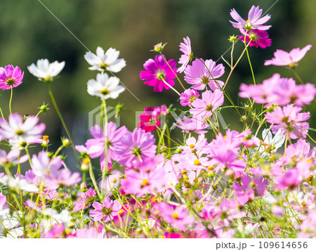 秋晴れの下、花いっぱいの明るく満開のコスモス畑 秋晴れの下、花いっぱいの明るく満開のコスモス畑 109614656