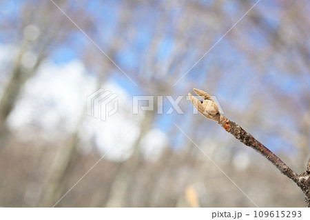 冬の晴れの日雪の上で万歳している様に見えるオオカメノキの冬芽 冬の晴れの日雪の上で万歳している様に見えるオオカメノキの冬芽 109615293