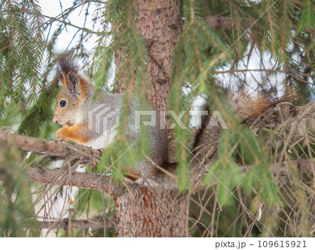 The squirrel with nut sits on tree in the winter or late autumn The squirrel with nut sits on tree in the winter or late autumn 109615921