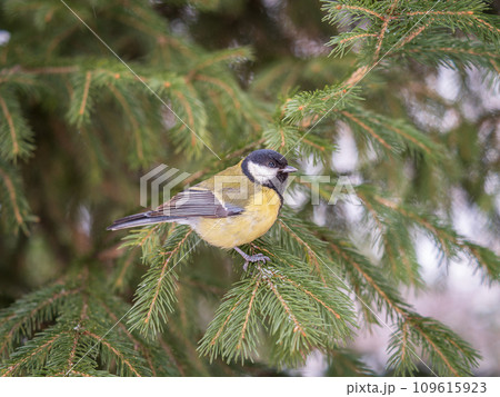 Cute bird Great tit, songbird sitting on the fir branch with snow in winter Cute bird Great tit, songbird sitting on the fir branch with snow in winter 109615923