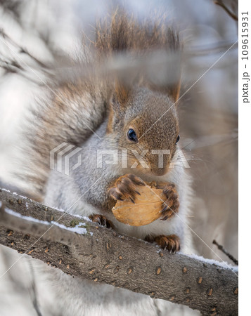 The squirrel with nut sits on tree in the winter or late autumn 109615931