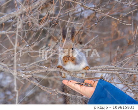 Squirrel eats nuts from a man's hand. Caring for animals in winter or autumn. 109615933