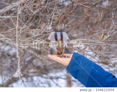 Squirrel eats nuts from a man's hand. Caring for animals in winter or autumn. 109615934