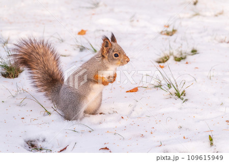 The squirrel funny standing on its hind legs on the white snow 109615949