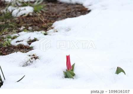 春の雪から顔を出すチューリップ 109616107