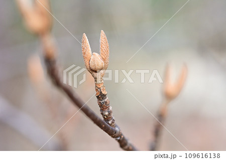 秋の森の中で万歳している様に見えるオオカメノキの冬芽 秋の森の中で万歳している様に見えるオオカメノキの冬芽 109616138