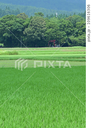 菅原神社 109616306