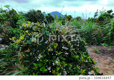石垣島、野底岳からの風景 石垣島、野底岳からの風景 109616847