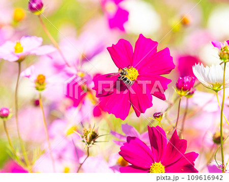 秋晴れの下、花いっぱいの明るく満開のコスモス畑で蜜を吸うミツバチ 109616942