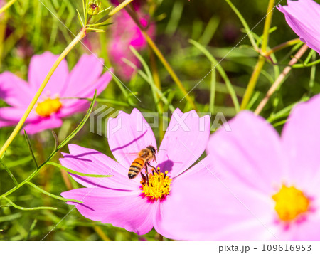 秋晴れの下、花いっぱいの明るく満開のコスモス畑で蜜を吸うミツバチ 109616953