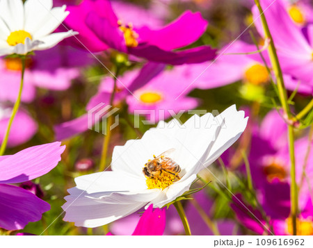 秋晴れの下、花いっぱいの明るく満開のコスモス畑で蜜を吸うミツバチ 109616962
