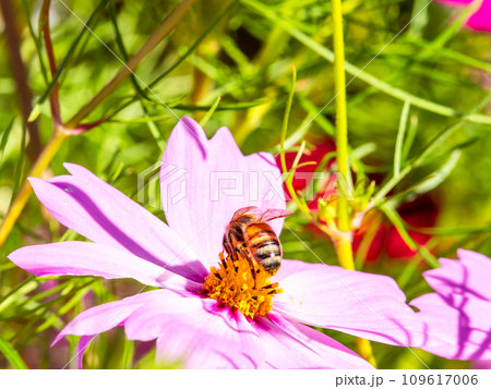 秋晴れの下、花いっぱいの明るく満開のコスモス畑で蜜を吸うミツバチ 秋晴れの下、花いっぱいの明るく満開のコスモス畑で蜜を吸うミツバチ 109617006