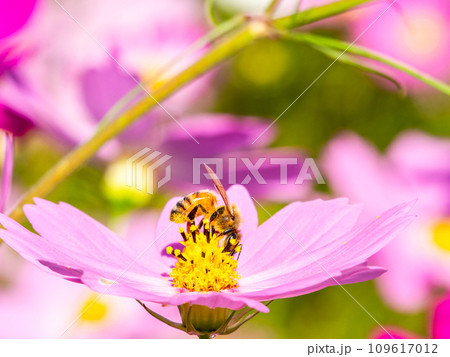 秋晴れの下、花いっぱいの明るく満開のコスモス畑で蜜を吸うミツバチ 109617012