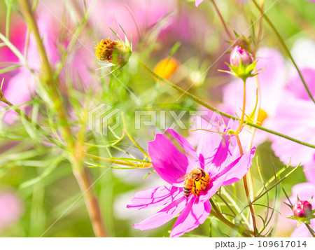秋晴れの下、花いっぱいの明るく満開のコスモス畑で蜜を吸うミツバチ 109617014