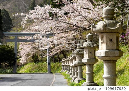 函館八幡宮(鶴若稲荷神社)に立ち並ぶ石灯篭と満開の桜 109617080