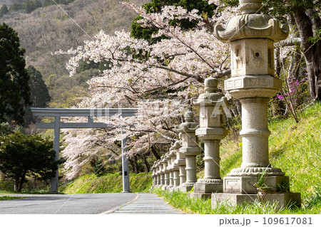 函館山の麓に立ち並ぶ石灯篭と満開の桜 函館山の麓に立ち並ぶ石灯篭と満開の桜 109617081