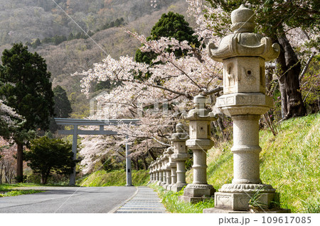 函館八幡宮(鶴若稲荷神社)の石灯篭と咲き乱れる桜 109617085