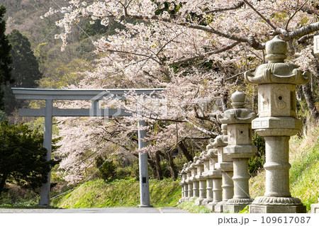 函館八幡宮(鶴若稲荷神社)に立ち並ぶ石灯篭と満開の桜 109617087