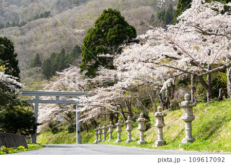 函館八幡宮(鶴若稲荷神社)の鳥居と石灯籠と見頃の桜 函館八幡宮(鶴若稲荷神社)の鳥居と石灯籠と見頃の桜 109617092
