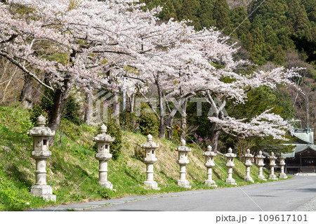 函館八幡宮(鶴若稲荷神社)の石灯篭と満開の桜 函館八幡宮(鶴若稲荷神社)の石灯篭と満開の桜 109617101