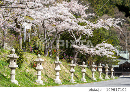 函館八幡宮(鶴若稲荷神社)の石灯篭と満開の桜 109617102