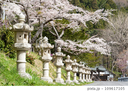 春の函館八幡宮(鶴若稲荷神社)の石灯篭と満開の桜 春の函館八幡宮(鶴若稲荷神社)の石灯篭と満開の桜 109617105
