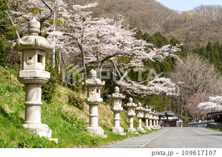函館八幡宮(鶴若稲荷神社)の石灯篭と満開の桜 函館八幡宮(鶴若稲荷神社)の石灯篭と満開の桜 109617107