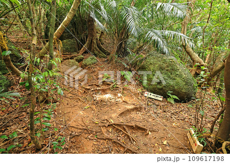 石垣島、野底岳、登山道風景 109617198