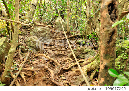 石垣島、野底岳、登山道風景 石垣島、野底岳、登山道風景 109617206