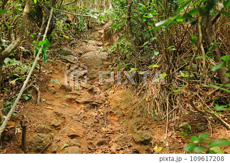 石垣島、野底岳、登山道風景 石垣島、野底岳、登山道風景 109617208