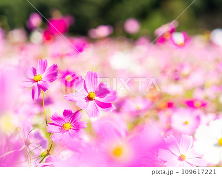 秋晴れの下、花いっぱいの明るく満開のコスモス畑 109617221