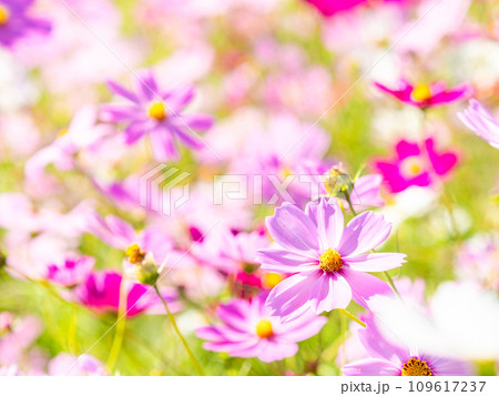 秋晴れの下、花いっぱいの明るく満開のコスモス畑 109617237