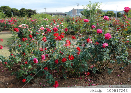 荒尾市　おもやい市民花壇　バラの花、 109617248