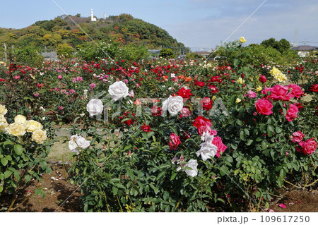 荒尾市　おもやい市民花壇　バラの花、 109617250