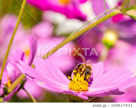 秋晴れの下、花いっぱいの明るく満開のコスモス畑で蜜を吸うミツバチ 109617432