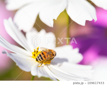 秋晴れの下、花いっぱいの明るく満開のコスモス畑で蜜を吸うミツバチ 秋晴れの下、花いっぱいの明るく満開のコスモス畑で蜜を吸うミツバチ 109617433