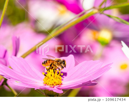 秋晴れの下、花いっぱいの明るく満開のコスモス畑で蜜を吸うミツバチ 秋晴れの下、花いっぱいの明るく満開のコスモス畑で蜜を吸うミツバチ 109617434