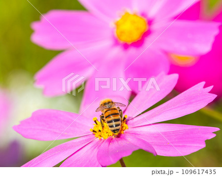 秋晴れの下、花いっぱいの明るく満開のコスモス畑で蜜を吸うミツバチ 109617435