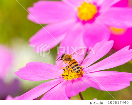 秋晴れの下、花いっぱいの明るく満開のコスモス畑で蜜を吸うミツバチ 109617440