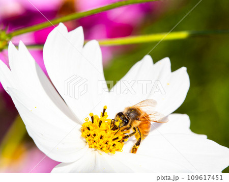 秋晴れの下、花いっぱいの明るく満開のコスモス畑で蜜を吸うミツバチ 109617451