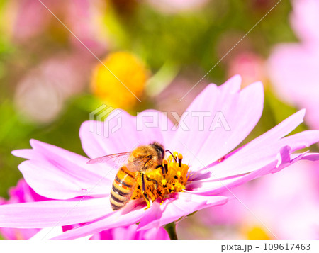 秋晴れの下、花いっぱいの明るく満開のコスモス畑で蜜を吸うミツバチ 109617463