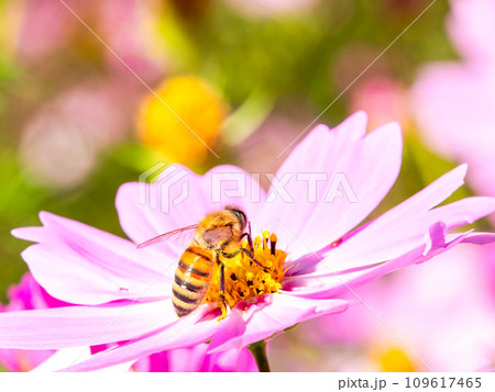 秋晴れの下、花いっぱいの明るく満開のコスモス畑で蜜を吸うミツバチ 秋晴れの下、花いっぱいの明るく満開のコスモス畑で蜜を吸うミツバチ 109617465