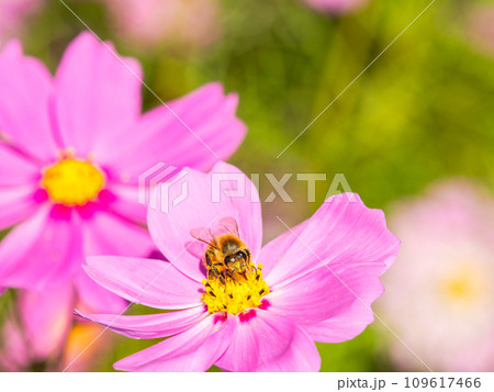 秋晴れの下、花いっぱいの明るく満開のコスモス畑で蜜を吸うミツバチ 秋晴れの下、花いっぱいの明るく満開のコスモス畑で蜜を吸うミツバチ 109617466