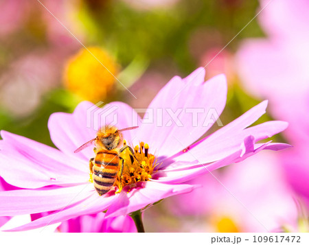 秋晴れの下、花いっぱいの明るく満開のコスモス畑で蜜を吸うミツバチ 109617472